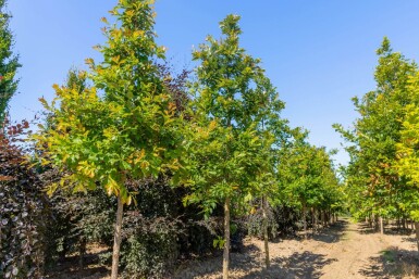 Quercus bicolor haute-tige