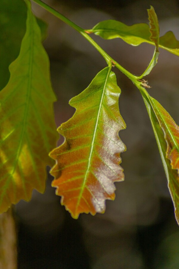 Quercus bicolor haute-tige