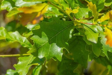 Quercus bicolor haute-tige