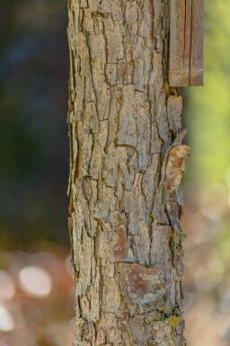 Quercus bicolor haute-tige