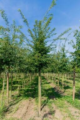 Quercus cerris haute-tige