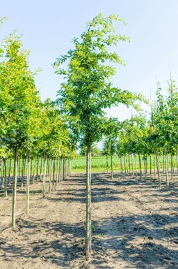 Quercus cerris haute-tige