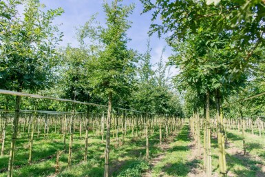 Quercus cerris haute-tige