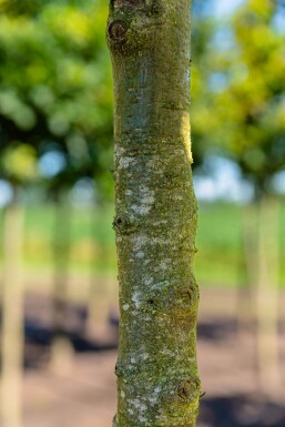 Quercus cerris haute-tige