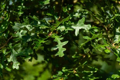 Quercus cerris haute-tige