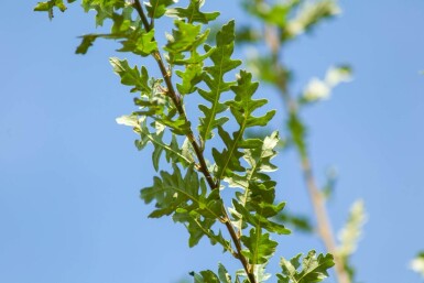 Quercus cerris haute-tige