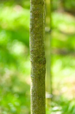 Quercus cerris haute-tige