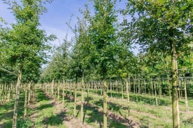 Quercus cerris haute-tige