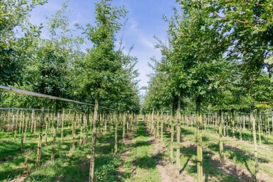 Quercus cerris haute-tige