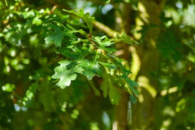 Quercus cerris haute-tige