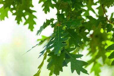 Quercus cerris haute-tige