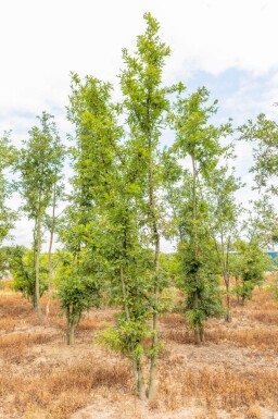 Quercus cerris cépée