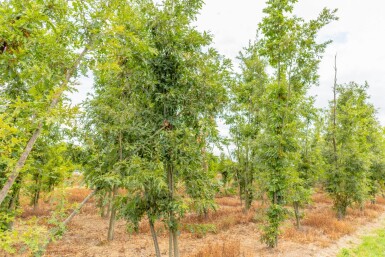 Quercus cerris cépée