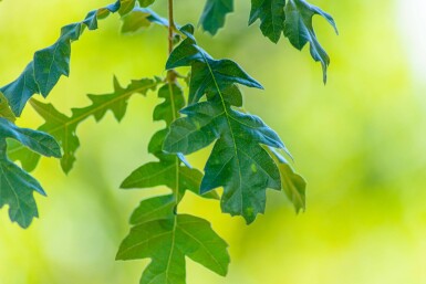 Quercus cerris cépée