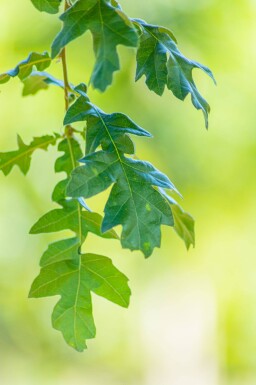 Quercus cerris cépée