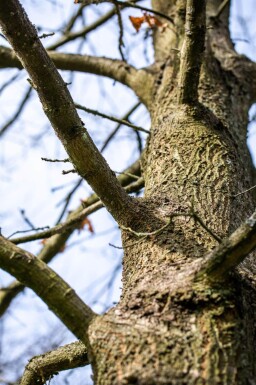Quercus cerris cépée