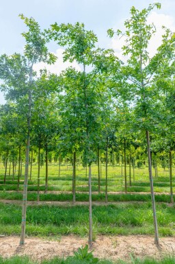 Quercus coccinea haute-tige