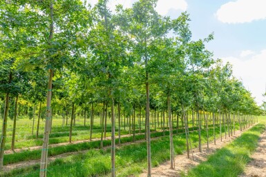 Quercus coccinea haute-tige