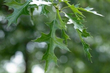Quercus coccinea haute-tige