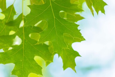 Quercus coccinea haute-tige