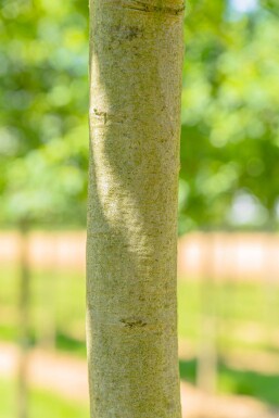 Quercus coccinea haute-tige
