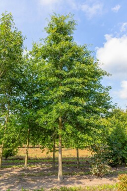 Quercus coccinea 'Splendens' haute-tige