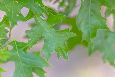 Quercus coccinea 'Splendens' haute-tige 14/16
