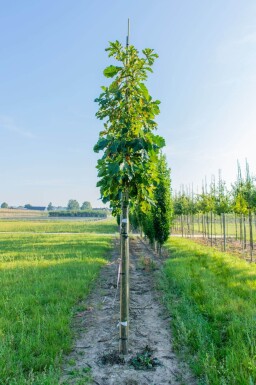 Quercus dentata haute-tige 18/20