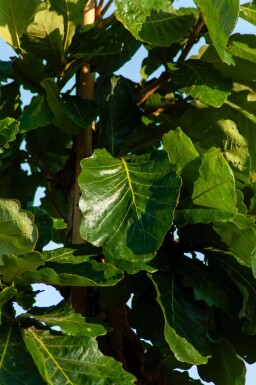 Quercus dentata haute-tige 18/20