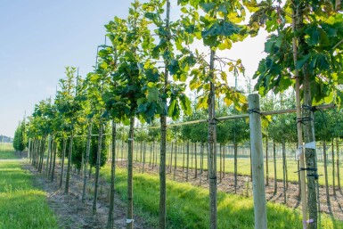 Quercus dentata haute-tige 18/20
