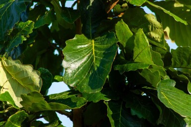 Quercus dentata haute-tige 18/20