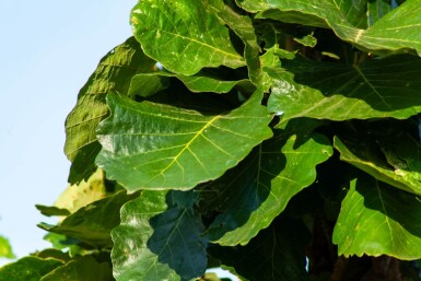Quercus dentata haute-tige 18/20