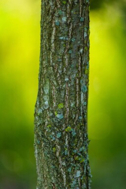 Quercus dentata haute-tige 18/20
