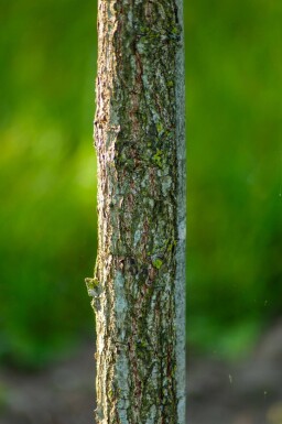 Quercus dentata haute-tige 18/20