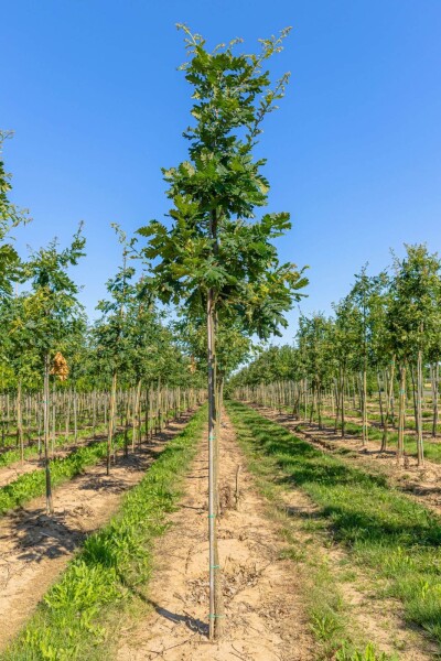 Quercus frainetto haute-tige 14/16