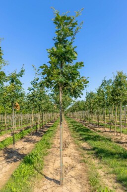 Quercus frainetto haute-tige 14/16