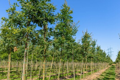 Quercus frainetto haute-tige 14/16