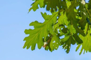 Quercus frainetto haute-tige 14/16