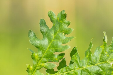 Quercus frainetto haute-tige 14/16