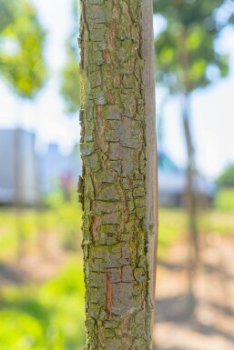 Quercus frainetto haute-tige 14/16
