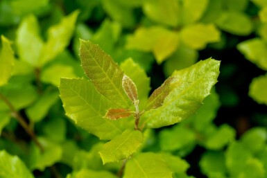 Quercus ilex haute-tige