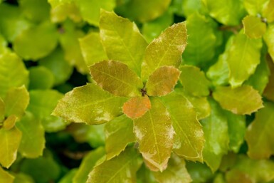 Quercus ilex haute-tige