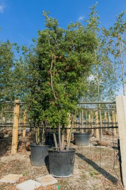 Quercus ilex cépée