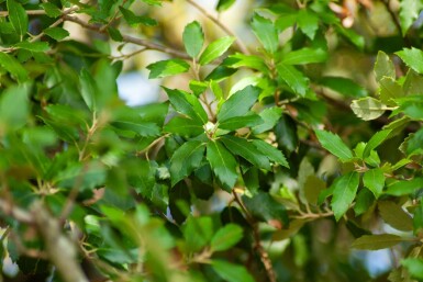 Quercus ilex cépée