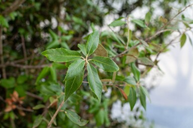 Quercus ilex cépée 300-350