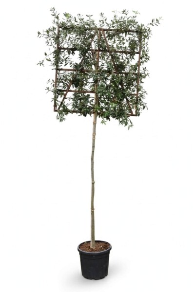 Quercus ilex espalier 12/14 200cm tronc 150b x 120h