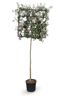 Quercus ilex espalier