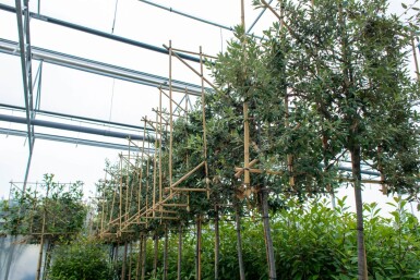 Quercus ilex espalier 12/14 200cm tronc 150b x 120h