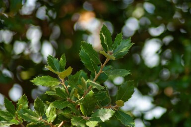 Quercus ilex espalier 12/14 200cm tronc 150b x 120h