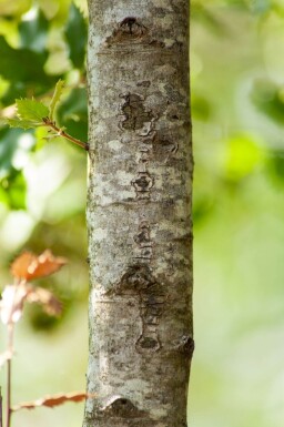 Quercus ilex espalier 12/14 200cm tronc 150b x 120h